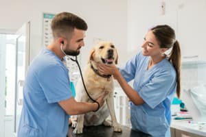 VetAI - Veterinary Diagnostic Assistant